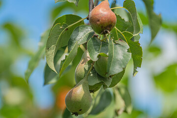 Close-up view of an apple tree in bloom, green and small apples scattered, various shades of green...