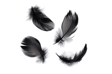 Obraz premium Four black and white feathers, seemingly floating, against a pure black background