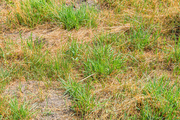 Close-up view of a central European meadow dominated by tall, green and yellow grass under natural light No visible objects or people, focusing on texture and color of the landscape