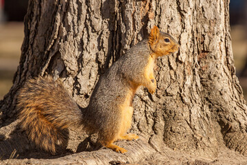 Eastern Fox Squirrel