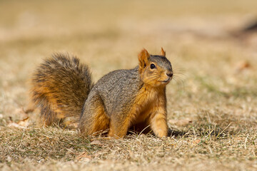 Fox Squirrel