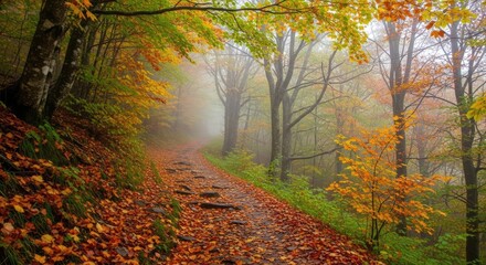 Obraz premium Misty Autumn Forest Path Covered in Vibrant Fallen Leaves, Tranquil Fall Landscape with Bare Trees