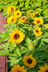 Obraz premium Decorative sunflowers on a flowerbed in the city.