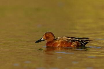 Cinnamon Teal male