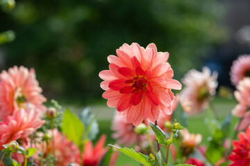 Closeup of flowers of Dahlia 'Firepot' in a garden in summer. Flame-like dahlia, Dahlia 'Firepot'. 