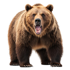 Fototapeta premium brown bear isolated on white