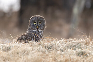 Great Gray Owl