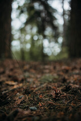 Pine cone lying on the forest floor among dry needles and moss, natural woodland scene with soft blurred background, autumn atmosphere in the pine forest