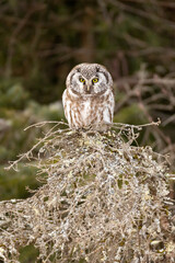 Boreal Owl