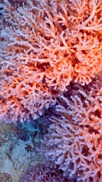 Stunning Coral Reef: Underwater Beauty of a Coral Branching Structure