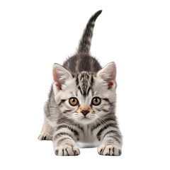 Fototapeta premium british kitten on white background