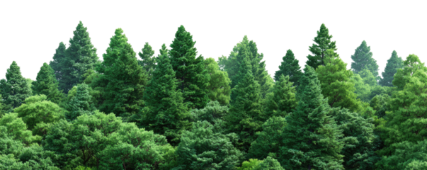 Lush green forest canopy (1)