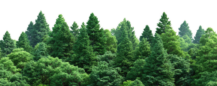 Lush green forest canopy (1)