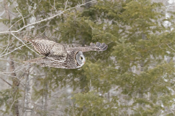 Great Gray Owl