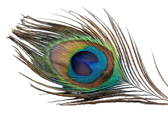 Obraz premium Detailed close-up of a peacock feather. Vibrant colors and intricate patterns