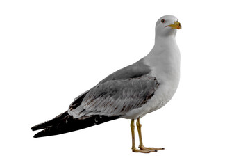 seagull isolated on white