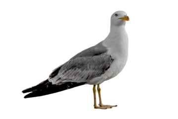 seagull isolated on white