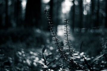 plant in the forest