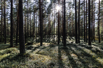 Obraz premium forest in autumn