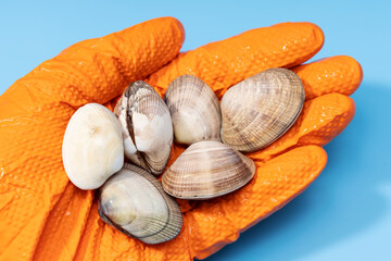 Fresh clams on human hand in glove on blue background. Seafood industry
