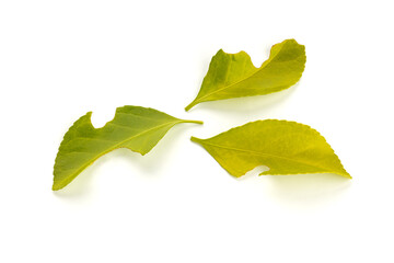 Fresh leaves bitten by insect isolated on white background