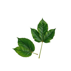 Obraz premium Green Leaves Isolated on Transparent background for Nature Design Use