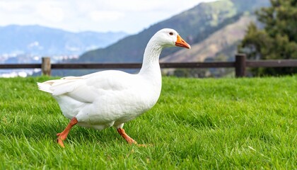Obraz premium Graceful White Goose Strutting on Lush Green Grass with Mountain Backdrop