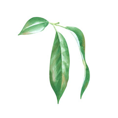 A small branch with green leaves of a peach tree, hand-drawn. Watercolor illustration isolated on a white background. Gardening. Clipart.