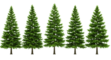 Five vibrant green sculpted coniferous trees, varying heights, tallest left, decreasing right, on a transparent studio background with soft lighting, concept of progressive sustainable growth