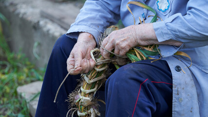 An old woman ties a braided garlic hair with a cord. Detail. Close-up
