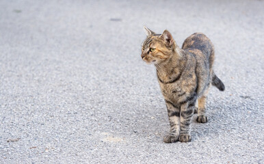 Katze Ganzkörper-Portrait auf hellem Asphalt, leicht schräg von vorn