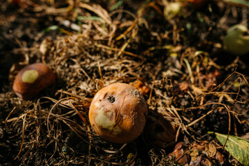 Obraz premium Rotten apples lie on the ground from dry grass. Fruits fallen from the branch decompose under the influence of sunlight. Apple harvest in the autumn season in an abandoned garden plot
