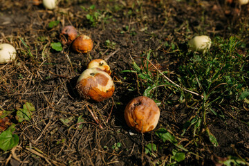 Rotten apples lie on the ground from dry grass. Fruits fallen from the branch decompose under the influence of sunlight. Apple harvest in the autumn season in an abandoned garden plot