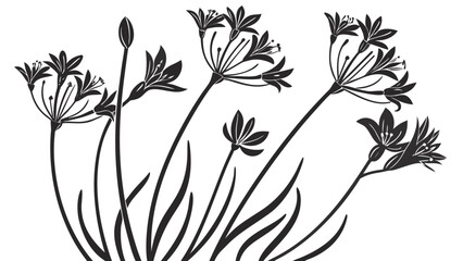 Black and white silhouette of agapanthus flowers on a white background