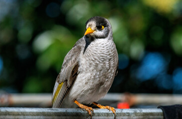 Australian Noisy Minor (Manorina melanocephala)