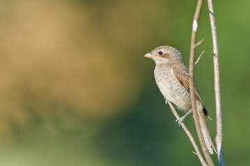 Red-backed shrike (Lanius collurio) juvenile perched on branch with green blurred background and copy space, common species in Czech nature.