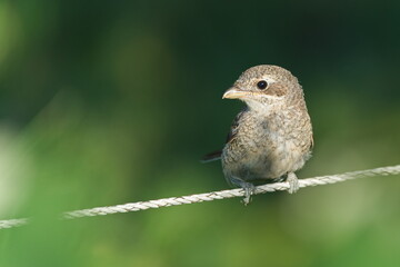 Red-backed Shrike (Lanius collurio) – common juvenile bird in the Czech Republic, perched on wire.