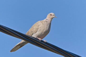Eurasian Collared Dove (Streptopelia decaocto) perched on an electric wire under clear blue sky, common species in Czech nature.