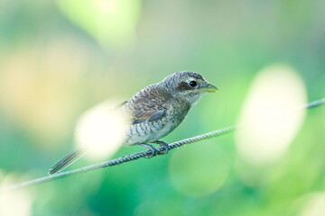 Red-backed Shrike (Lanius collurio) – common juvenile bird in the Czech Republic, perched on wire.