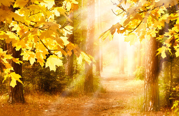Fantasy autumn photo background with pine tree forest, golden maple leaves and mysterious trail with mystical glow and shining sun rays and copy space.