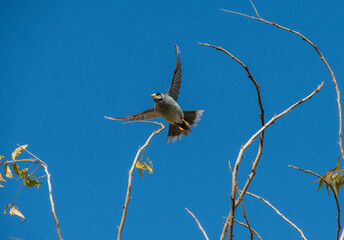 Australian Noisy Minor (Manorina melanocephala)