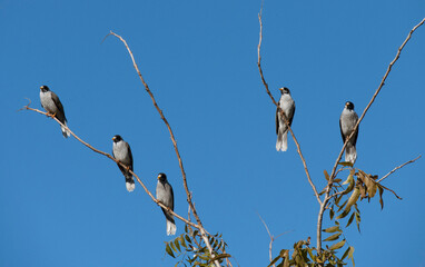 Australian Noisy Minors (Manorina melanocephala)