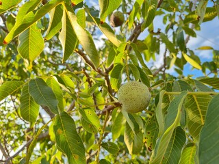 Closeup of a green walnut on a tree branch with green leaves and sunlight