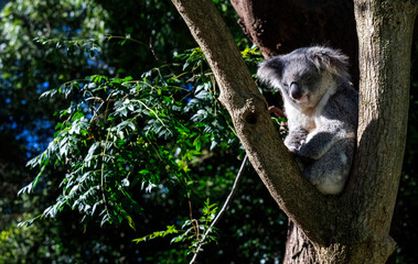 Koala ( Phascolarctos cinereus)