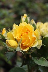 yellow roses. Dark background with a bright yellow rose buds in raindrops in a summer garden. Beautiful natural background. Delicate petals. Fragrant rose bud in close-up. Yellow rose in the garden.