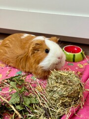 Satisfied and happy guinea pig sitting next to a hay treat. High quality photo © Ekaterina Varnakova