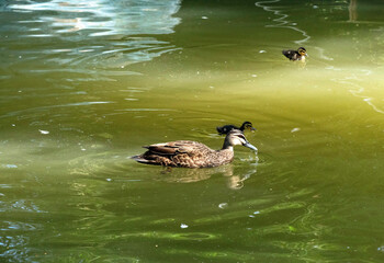 Pacific Black Duck (Anas supercilios)