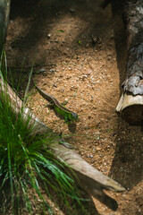 A small green lizard crawls across a sandy ground between two pieces of wood and patches of green grass