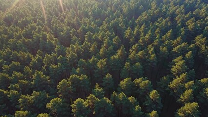 A beautiful aerial drone view shows a vast green pine forest texture from above a symbol of nature healthy environment ecology and sustainable resources