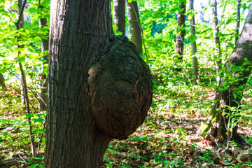 Close-up view of a tree trunk with a massive round burl growth, surrounded by green leaves and...